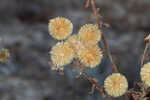 Coastal plain goldenaster